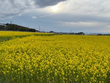 古賀市の菜の花